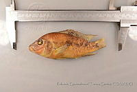 RQTG0158 Herichthys tamasopoensis.jpg