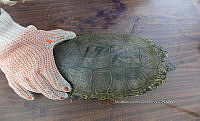 NE017 260 Dermatemys mawii.jpg