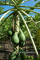 3R 00757 Carica papaya.tif