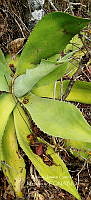 RG019 0115 Agave seemanniana.jpg