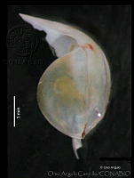 OAC0061 Diacavolinia longirostris.jpg