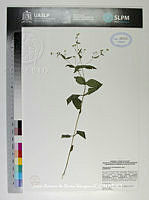 JAdNV0578 Melampodium microcephalum.JPG