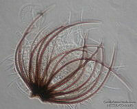 GPHA0182 Wiesneriomyces laurinus.jpg