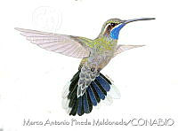 MAPM1027 Lampornis clemenciae clemenciae.jpg