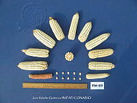 TampJVG171 Zea mays.jpg