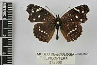 JF018 0558 Anthanassa sitalces cortes.jpg