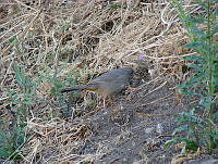 CGL1465 Melozone fusca.jpg