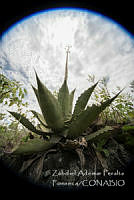 ZAPF0543 Agave sp..jpg