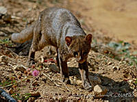 ELC0096 Puma yagouaroundi.jpg