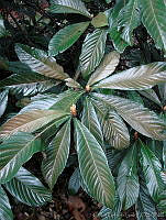 CGL0897 Eriobotrya japonica.jpg