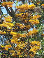 CGL1128 Grevillea robusta.jpg