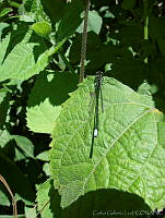 CGL1545 Apanisagrion lais.jpg