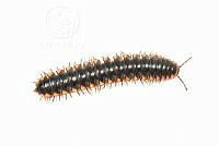 MASM07493 Myriapoda.jpg