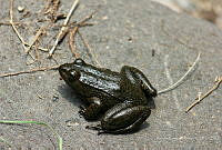 RCF0029 Lithobates pustulosus.jpg