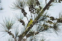 JRRO0311 Spinus psaltria.jpg