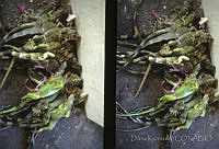 DK0244 Iguana iguana.jpg