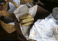 EHX0625 Zea mays.JPG