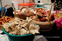 IMDOC Hong 0163 Russula brevipes.jpg