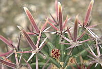 CAR 0053 Ferocactus latispinus.jpg