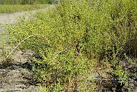 FN005 1 0052 Batis maritima.jpg