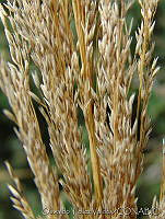 OTV4660 Muhlenbergia robusta.jpg