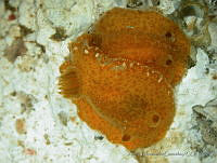 AEG0022 Diaulula greeyeli.jpg