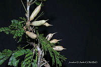 JDA D 06626 Vachellia cornigera (L.) Seigler & Ebinger.jpg