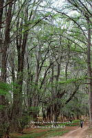 IMDOC 4709 Taxodium distichum.jpg