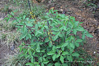 proy JF091 0137 Crotalaria cajanifolia.JPG