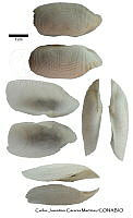 KT014 0199 Barnea subtruncata.JPG