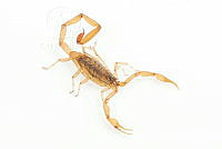 MASM07691 Centruroides infamatus.jpg