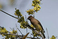 CNS0139 Bombycilla cedrorum.jpg