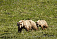CNS1328 Ursus arctos.jpg