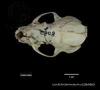 LESS 0375 Spilogale p. Angustrifons.JPG