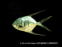 CICIMAR0535 Trachinotus rhodopus.jpg