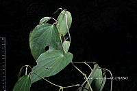 Zongo 0606 Piper sp..jpg