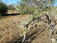LI005 0134 Cylindropuntia thurberi.jpg