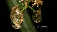 SM0059 Gotas de agua.jpg