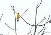 FBA0493 Icterus gularis.jpg