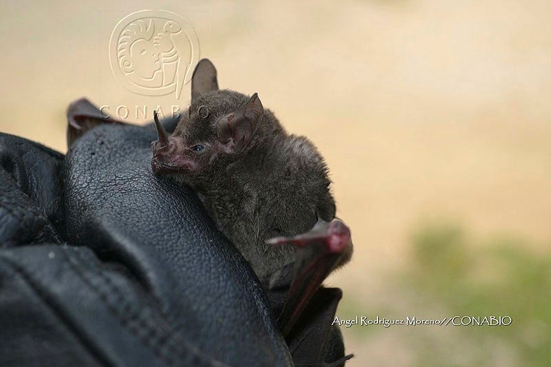 ME008%200106%20Choeroniscus%20godmani.jpg.kCfDsK  Me1Nax1jQA3g0JtbmFja29CbnFuZ3NAbXJ6LGtwZwA.jzRQQ0OqKY