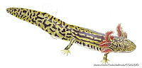 MAPM0726 Ambystoma rosaceum.jpg