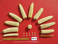 TampJVG177 Zea mays.jpg