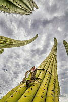 BETB03 Ctenosaura macrolopha.jpg