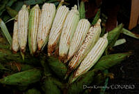 DK0682 San Andrés Tuxtla, Veracruz.jpg