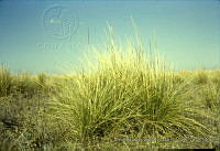 3971 Muhlenbergia macroura.jpg