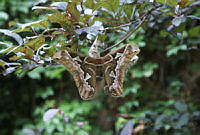CGL4325 Rothschildia orizaba.jpg
