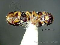 CMLG089 Gnathotrichus sulcatus.jpg
