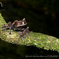 MAM02 Triprion spinosus.jpg