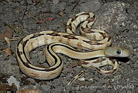 ECA0176 Bogertophis subocularis.jpg