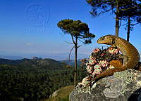 CROO01 Barisia imbricata.jpg